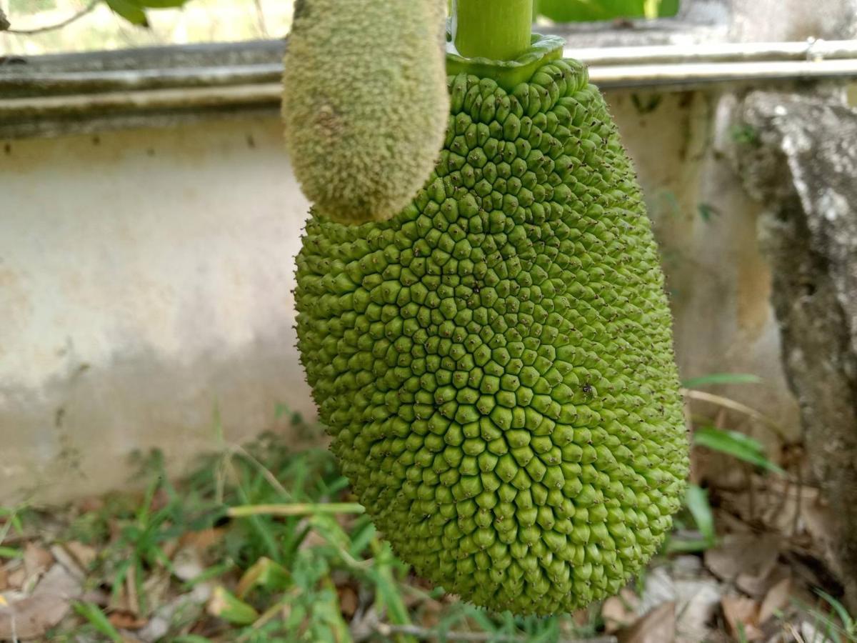 Ban Chang Klang Na Nong ap Chang Eksteriør bilde